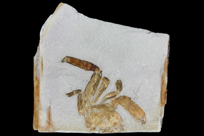 Partial Fossil Pea Crab (Pinnixa) From California - Miocene #85306